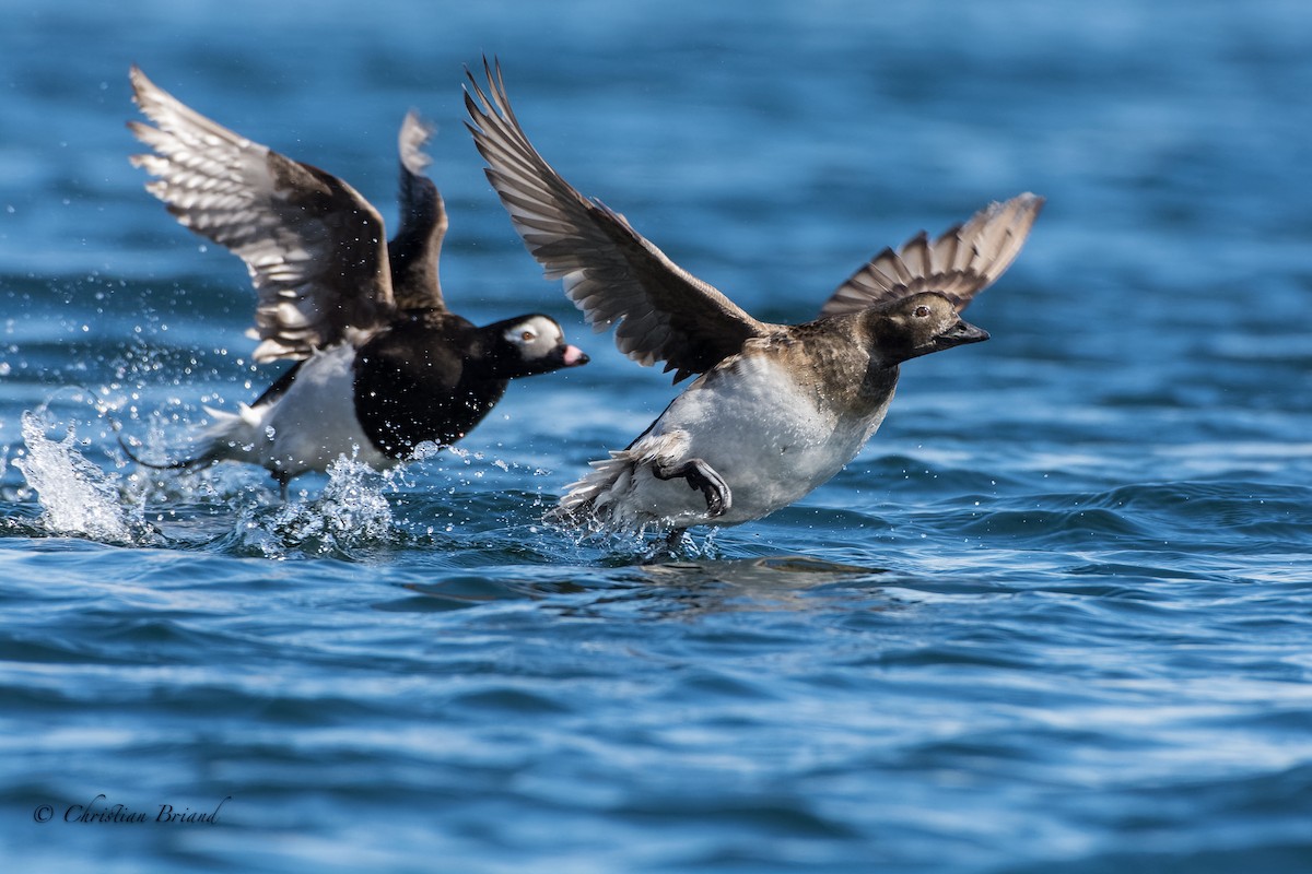 Long-tailed Duck - Christian Briand