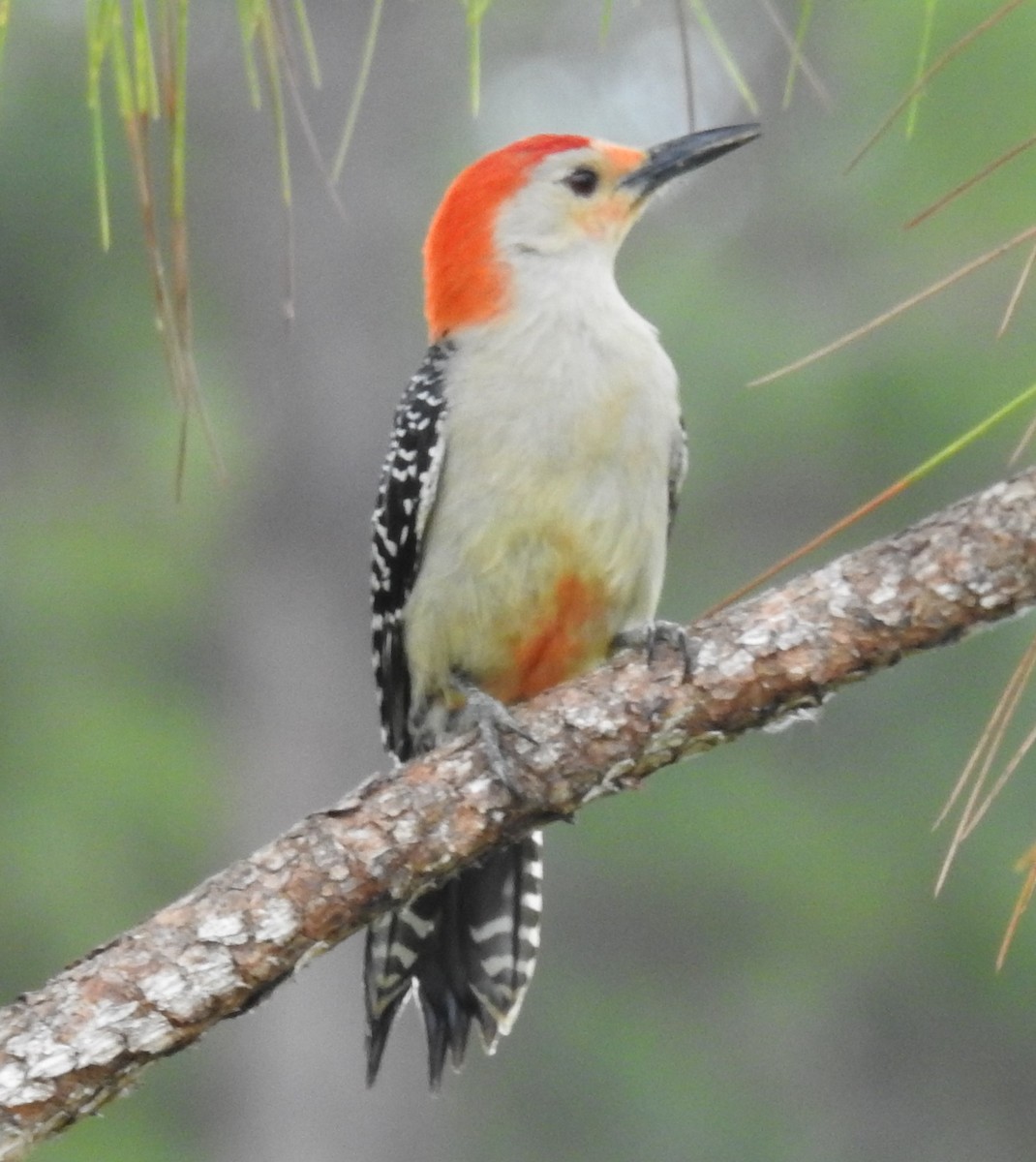 Red-bellied Woodpecker - ML232355801