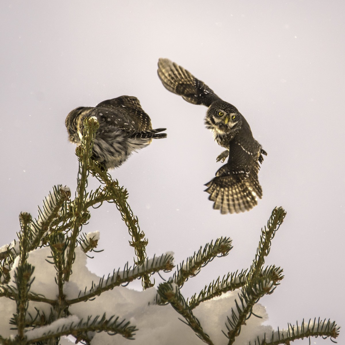 Northern Pygmy-Owl - Lydia Ripplinger