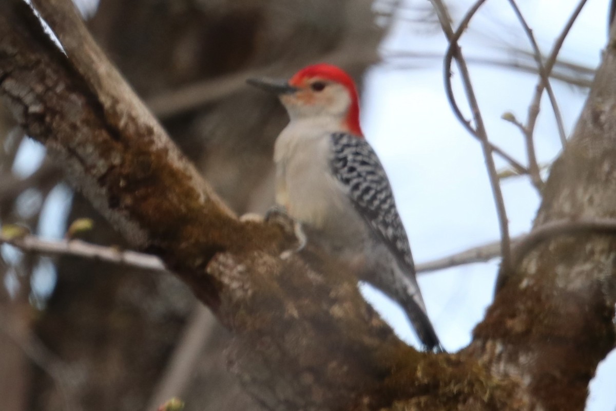 Red-bellied Woodpecker - ML232358081