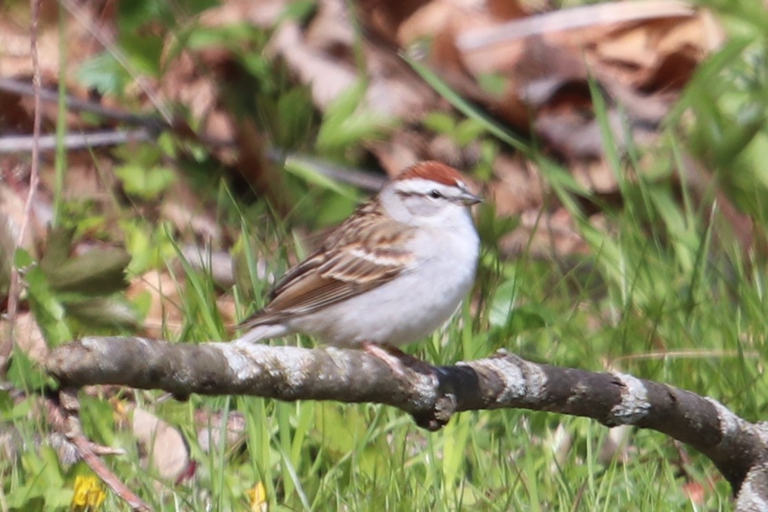Chipping Sparrow - ML232359911