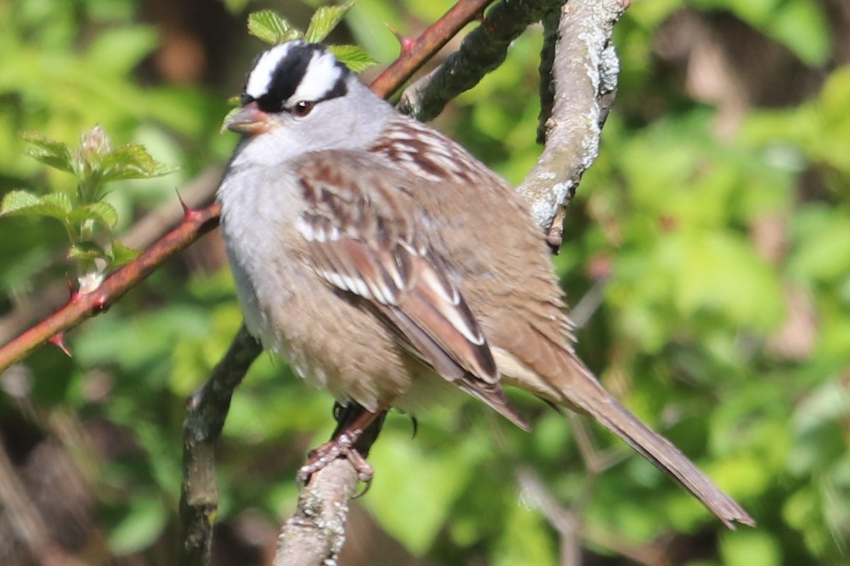 White-crowned Sparrow - ML232360181