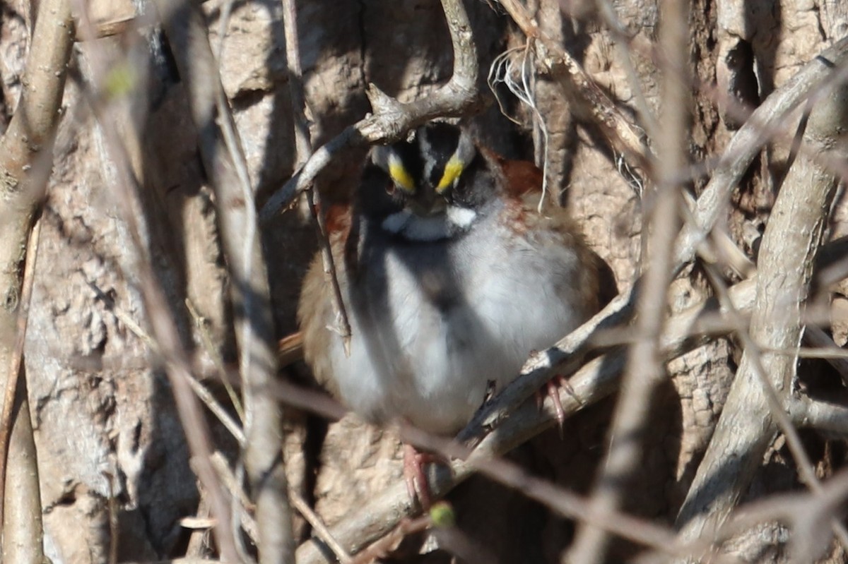 White-throated Sparrow - ML232360411