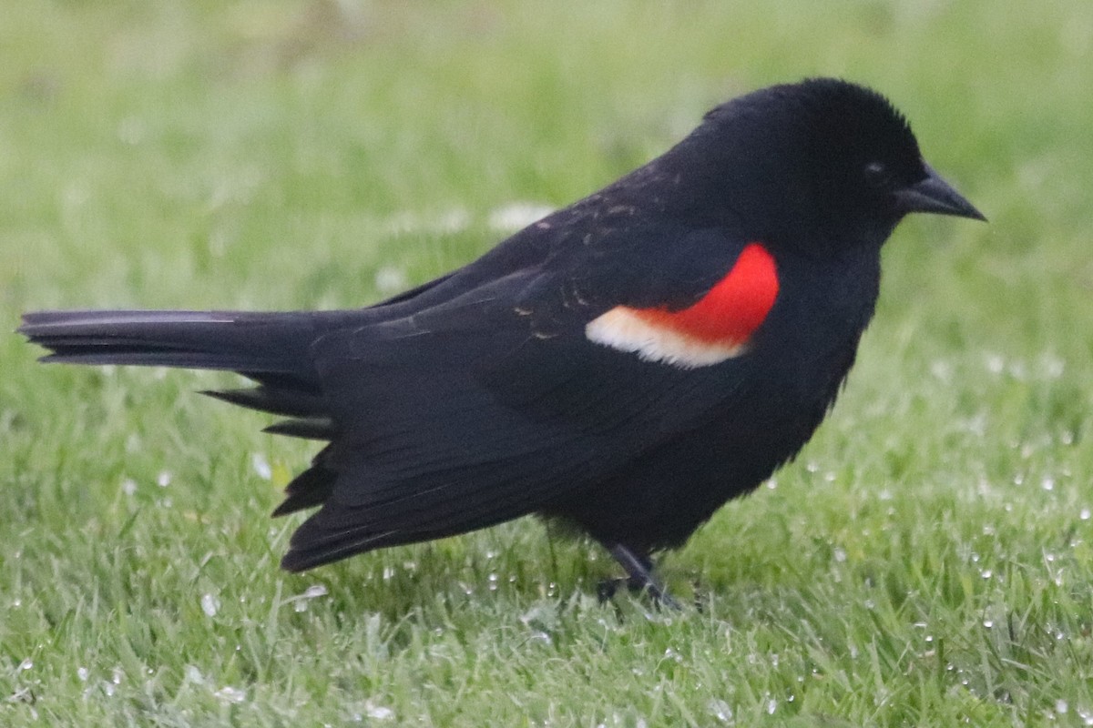 Red-winged Blackbird - ML232361221