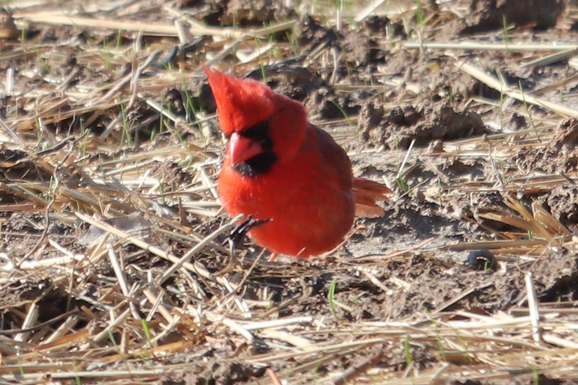 Cardinal rouge - ML232362891
