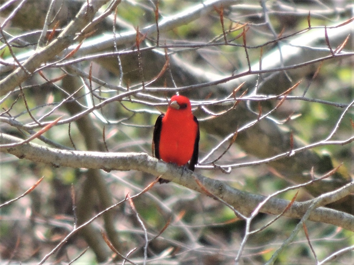 Scarlet Tanager - ML232363821