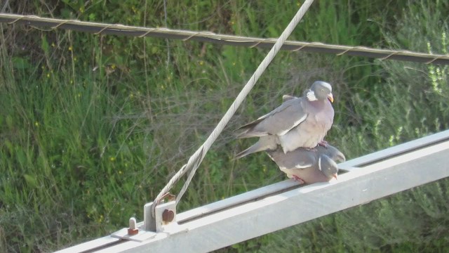 Common Wood-Pigeon - ML232364731
