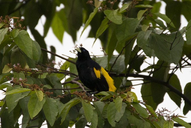 Yellow-rumped Cacique - ML232366861