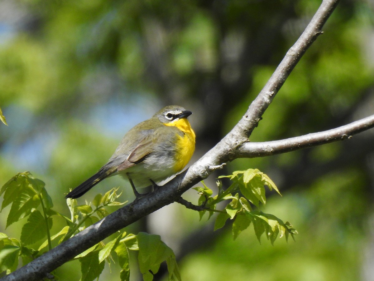 Yellow-breasted Chat - ML232368301