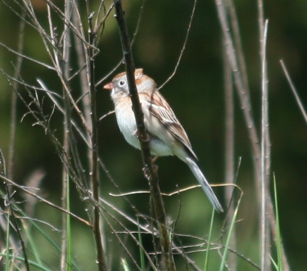 Field Sparrow - ML232369221