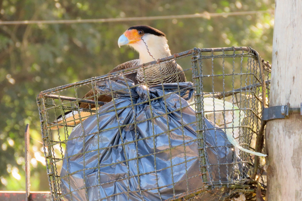 Crested Caracara (Southern) - ML232376181