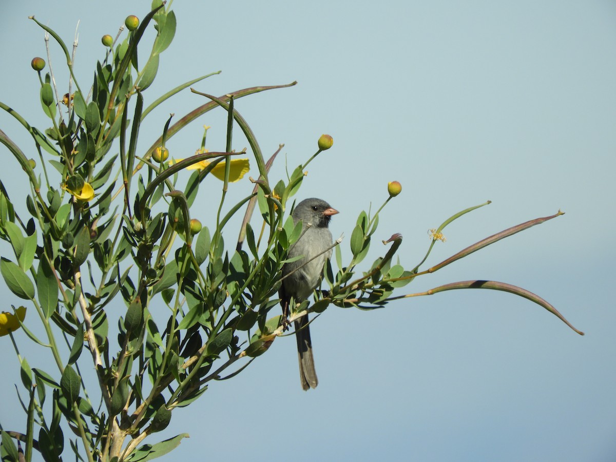 Black-chinned Sparrow - Kelsey Reckling
