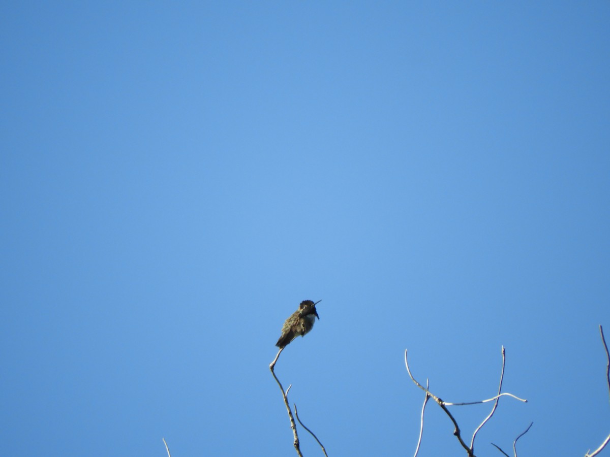 Costa's Hummingbird - ML232383811