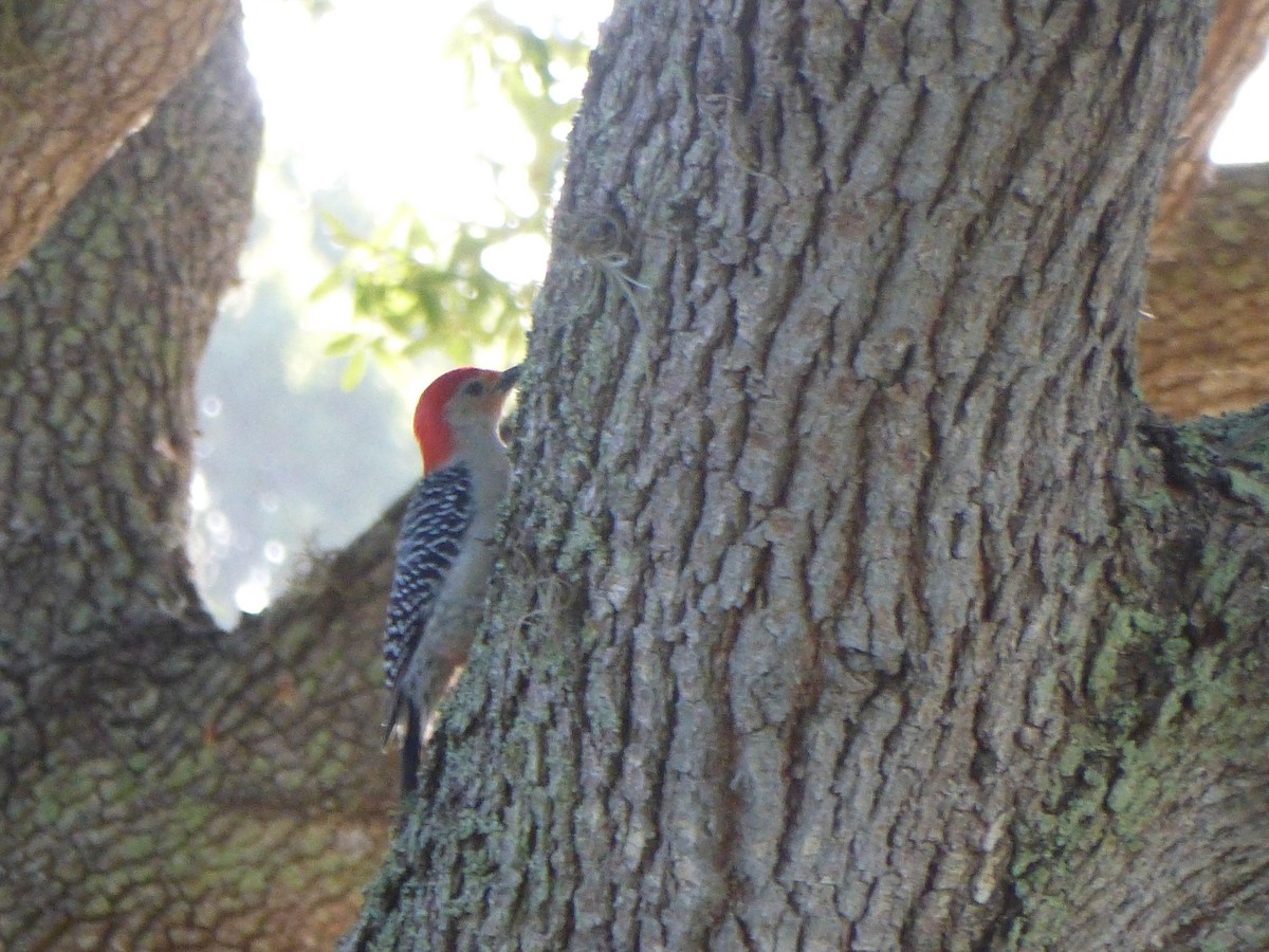 Red-bellied Woodpecker - ML232385601