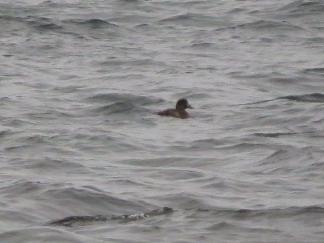Greater Scaup - ML23238741