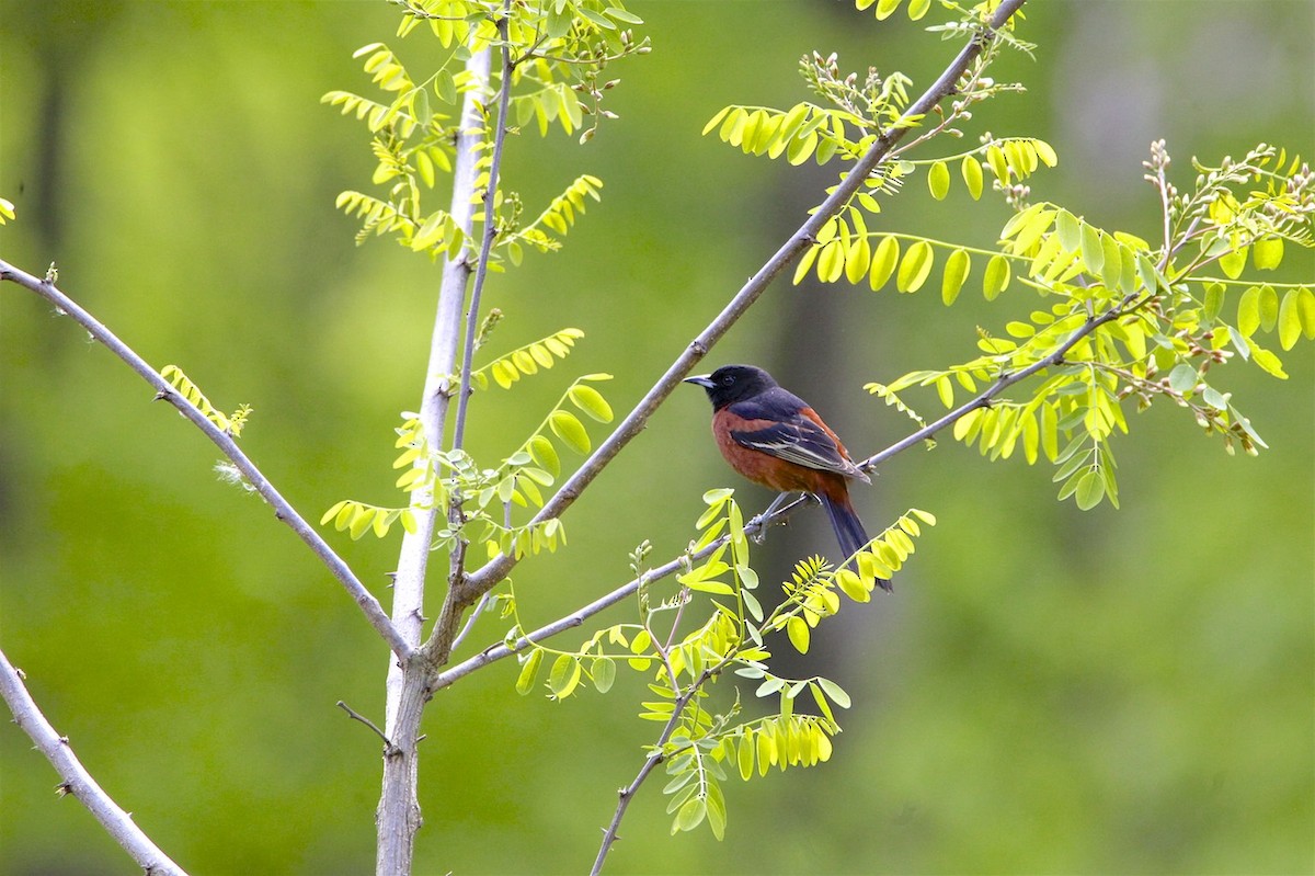 Orchard Oriole - ML232388711