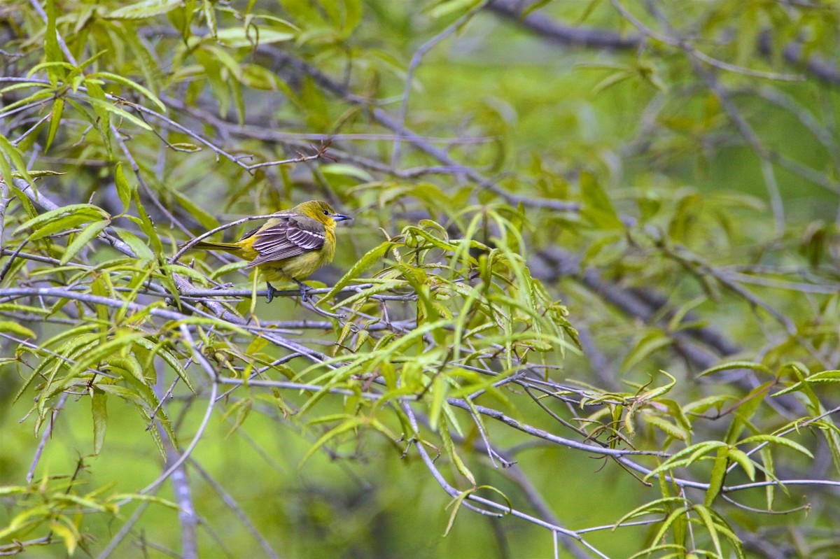 Orchard Oriole - ML232388761