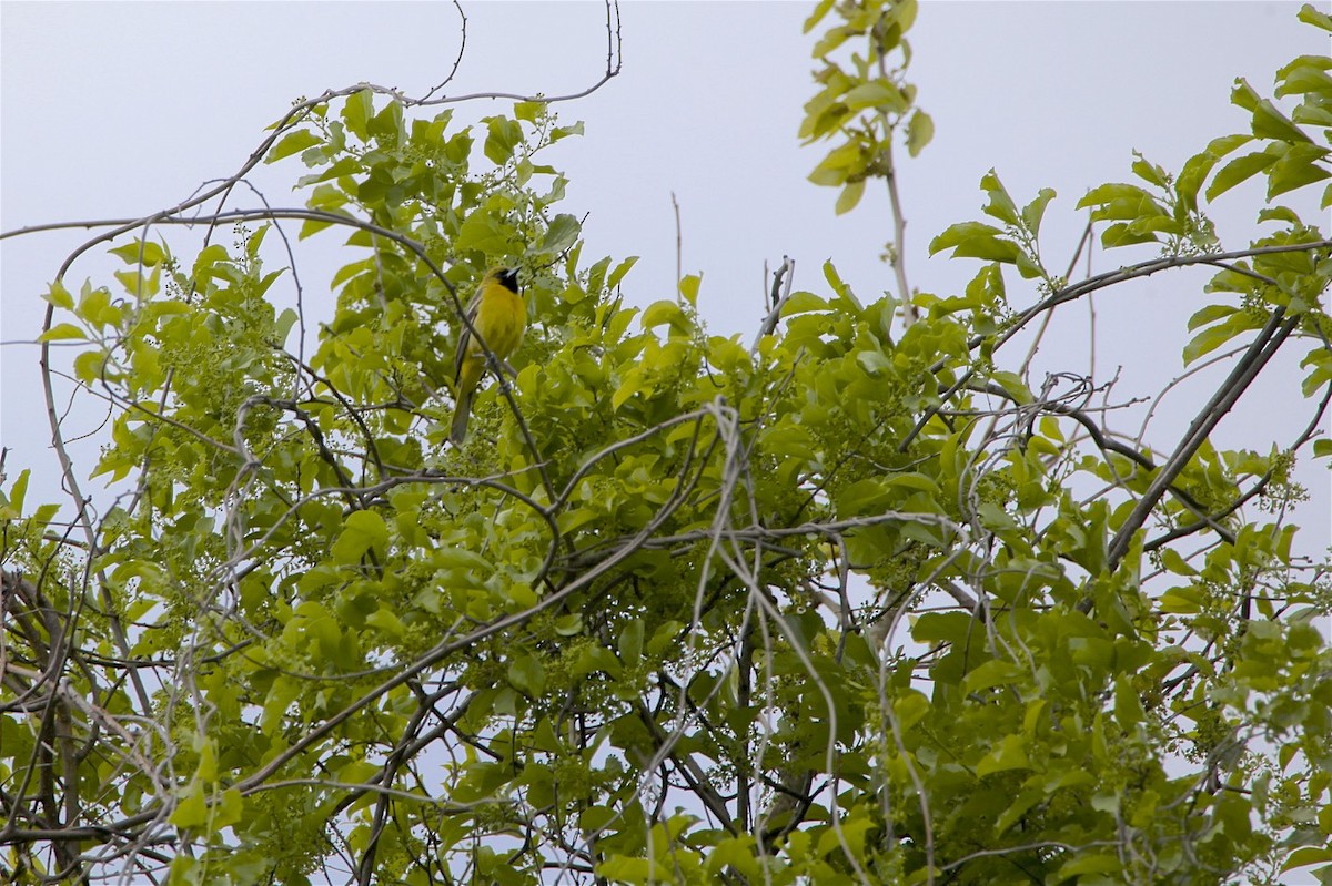 Orchard Oriole - ML232388851