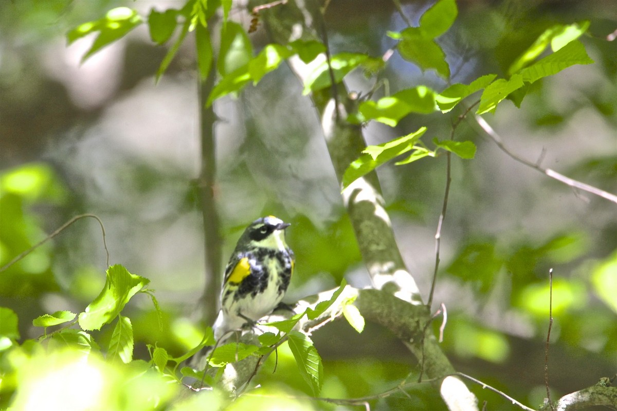 Yellow-rumped Warbler - Vickie Baily