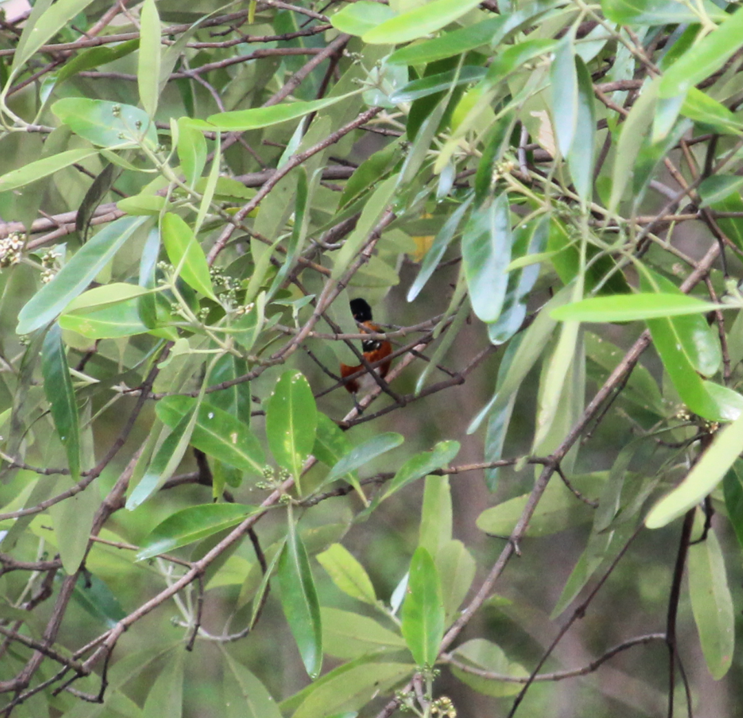American Pygmy Kingfisher - Paul 🐈🔭🦜 Rodríguez @elpuma