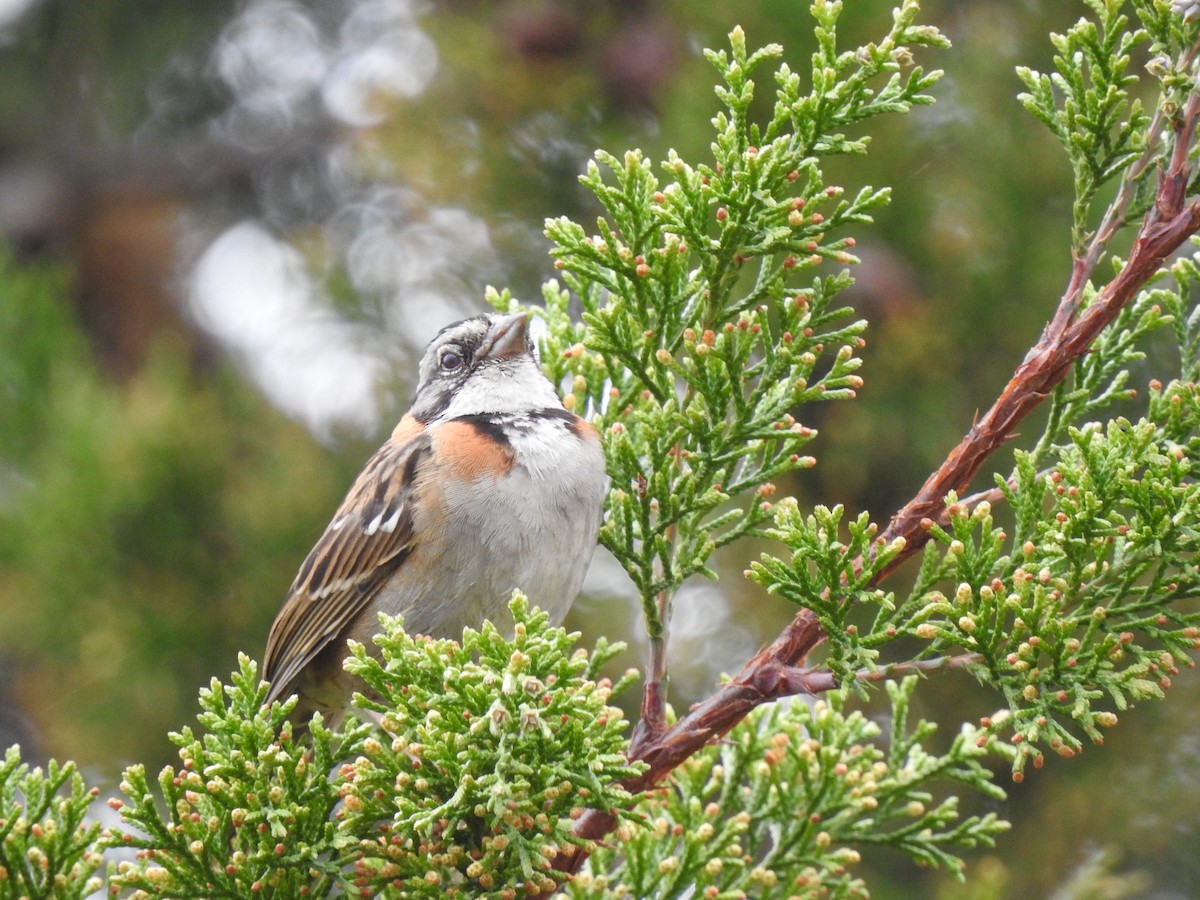 Rufous-collared Sparrow - ML232399511