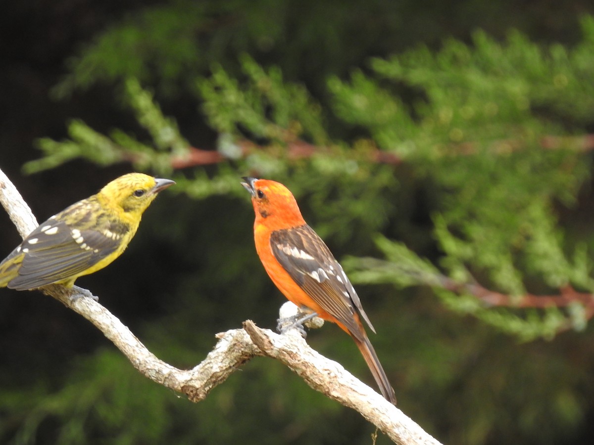Flame-colored Tanager - ML232401801