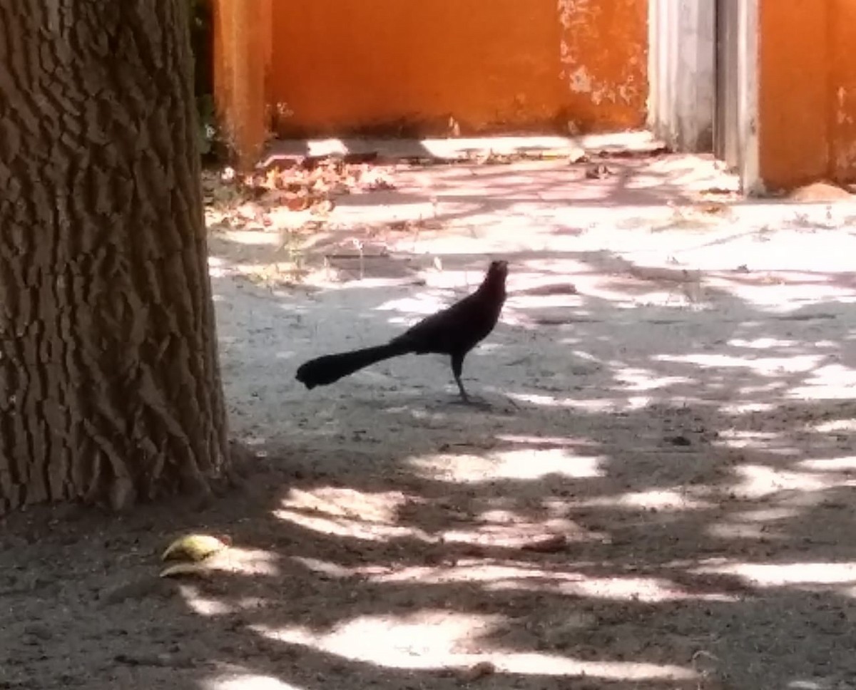 Great-tailed Grackle - ML232404031
