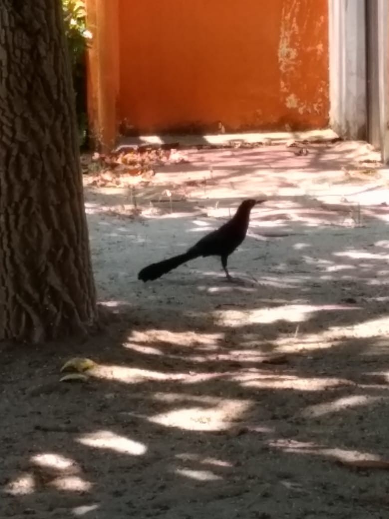Great-tailed Grackle - ML232404121
