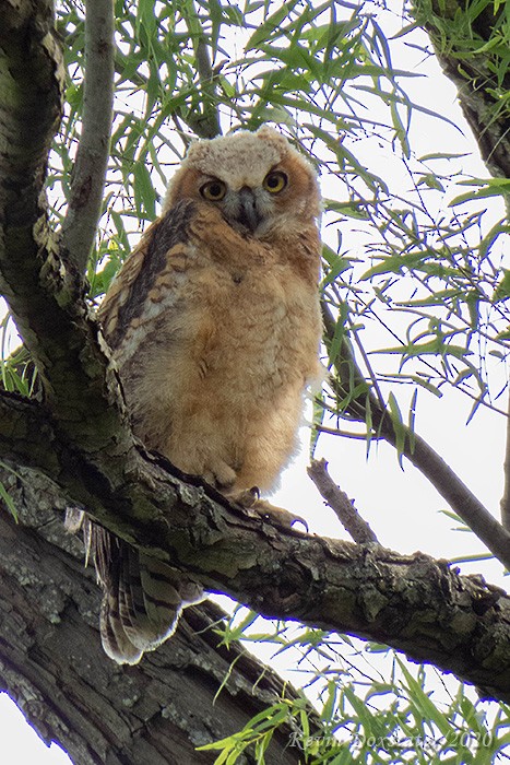 Great Horned Owl - ML232405141