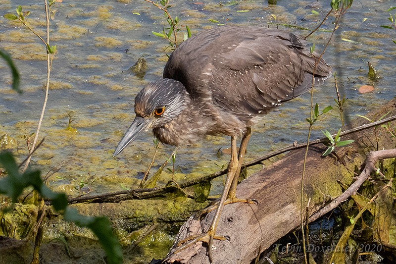 Yellow-crowned Night Heron - Kevin Doxstater