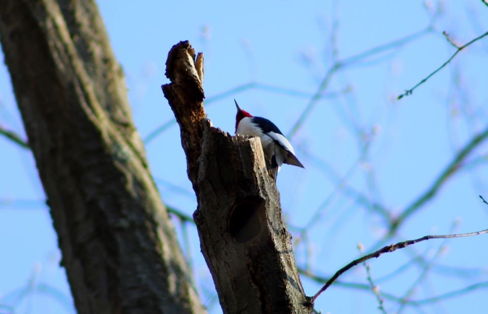 Red-headed Woodpecker - Stephanie Yanik