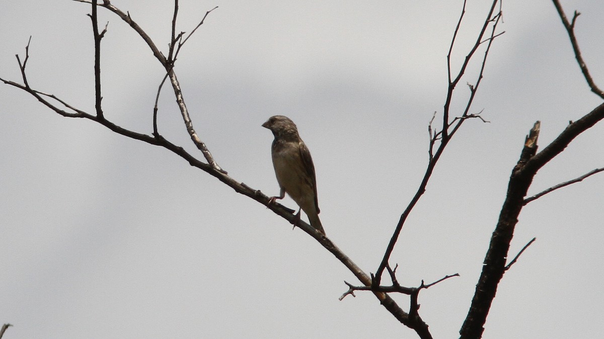 Southern Gray-headed Sparrow - Daniel Jauvin