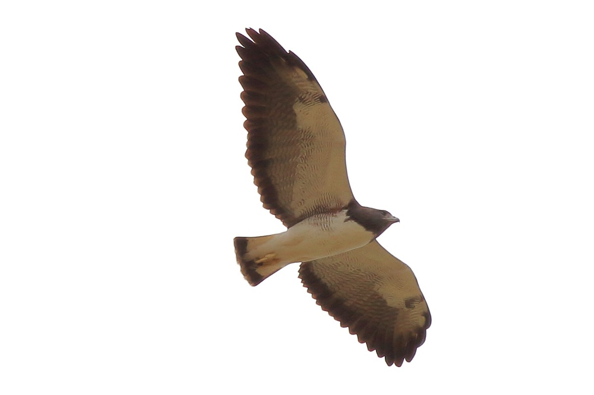 White-tailed Hawk - ML232414651