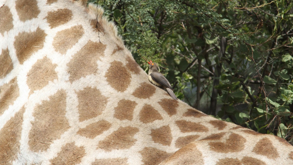 Red-billed Oxpecker - ML23241471