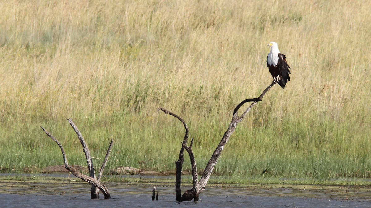 African Fish-Eagle - ML23241481