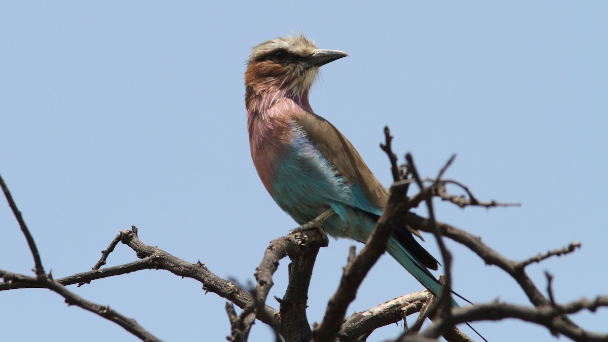 Lilac-breasted Roller - ML23241521