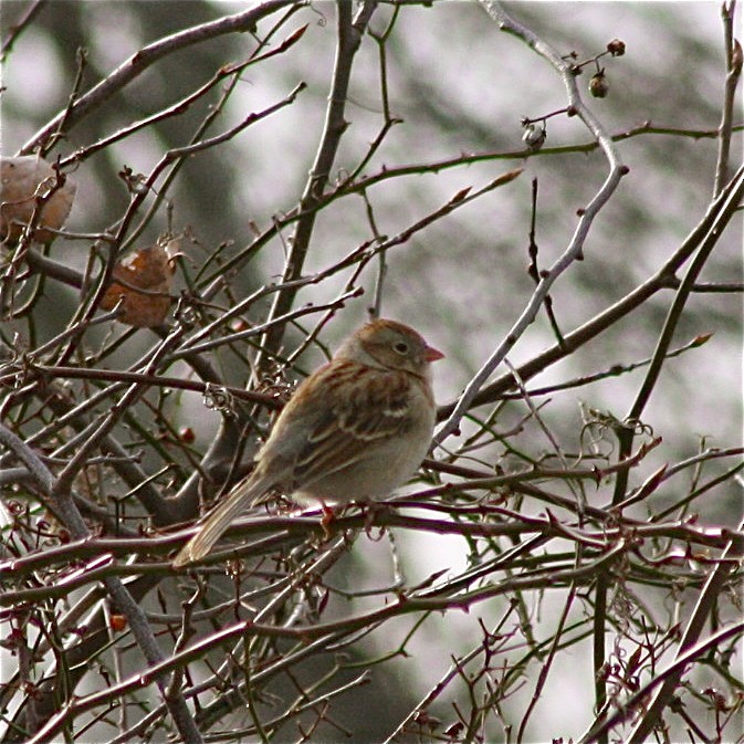 Field Sparrow - Nancy Villone