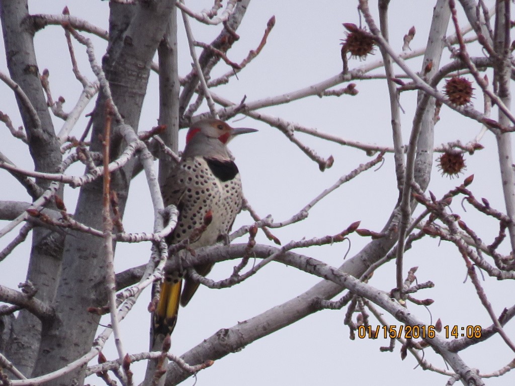 Northern Flicker (Yellow-shafted x Red-shafted) - a   v n