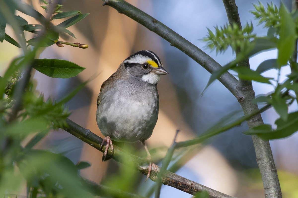 White-throated Sparrow - Jacob Garvelink