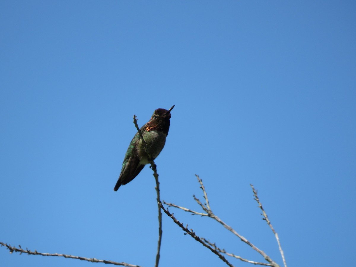 Anna's Hummingbird - ML232421421