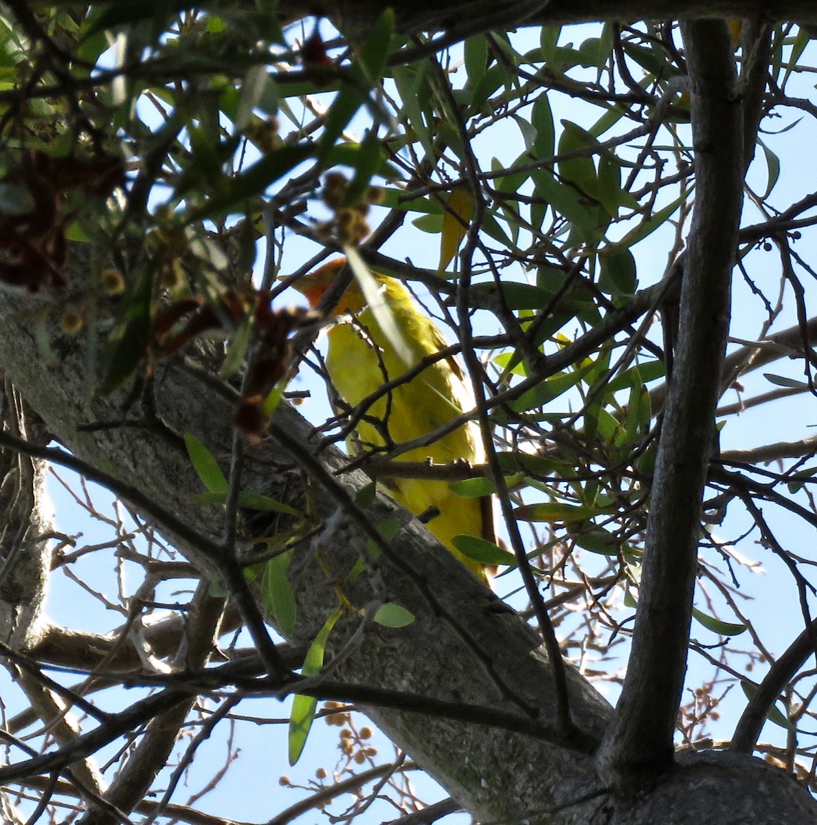 Western Tanager - ML232421561