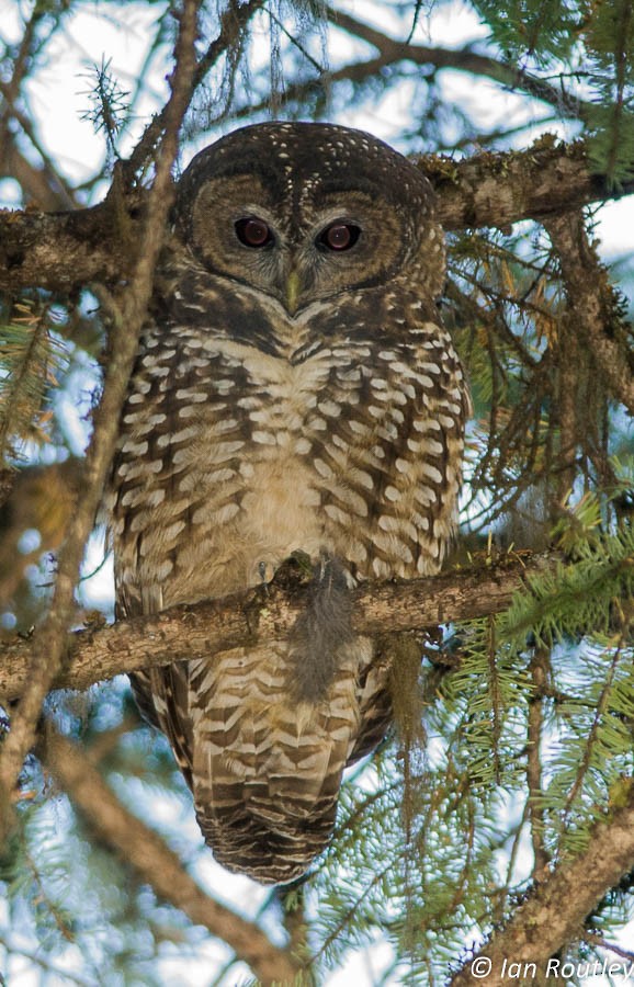 Spotted Owl (Northern) - Ian Routley