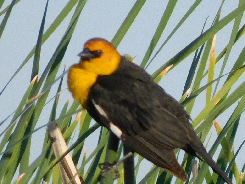 Yellow-headed Blackbird - ML232422691