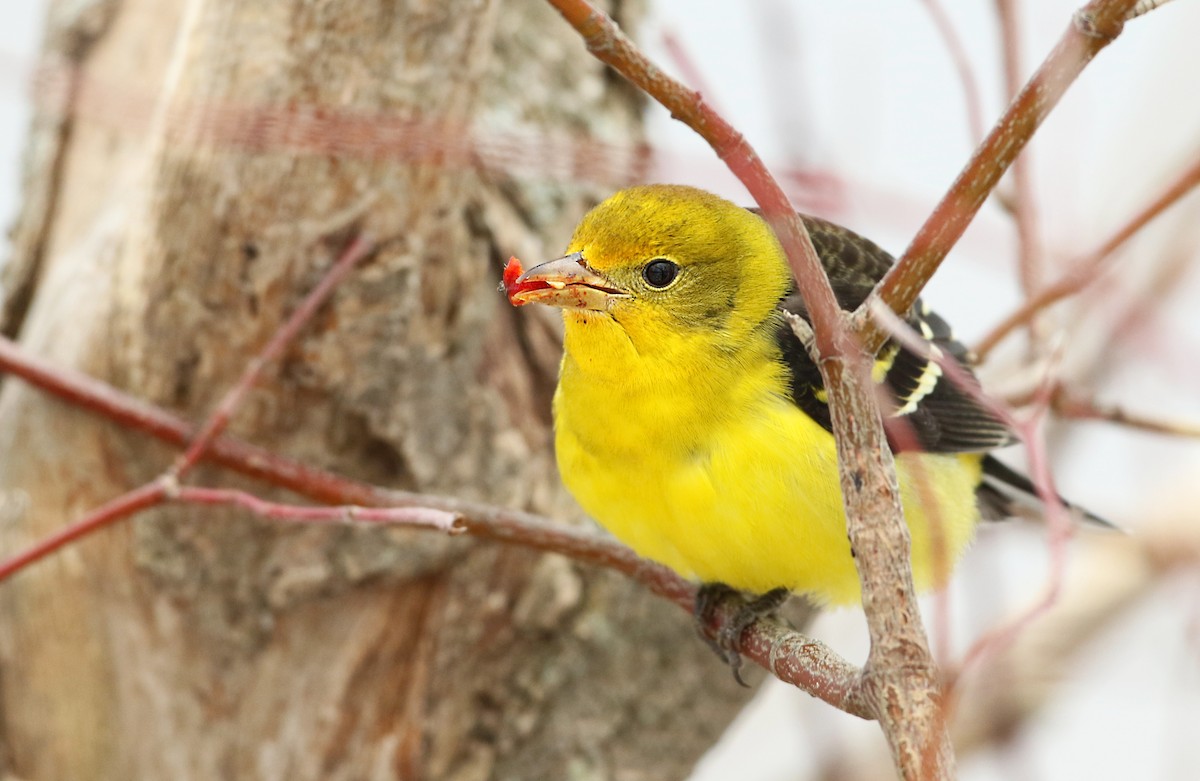 Western Tanager - ML23242271
