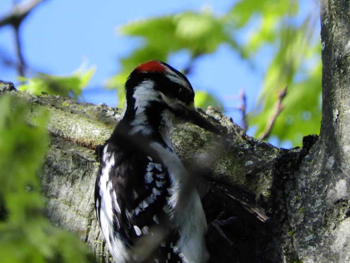 Hairy Woodpecker - ML232423101