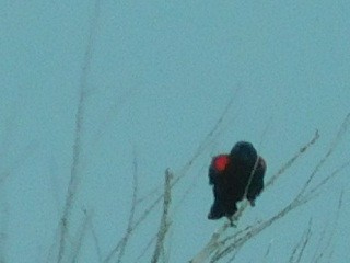 Red-winged Blackbird - ML232423181