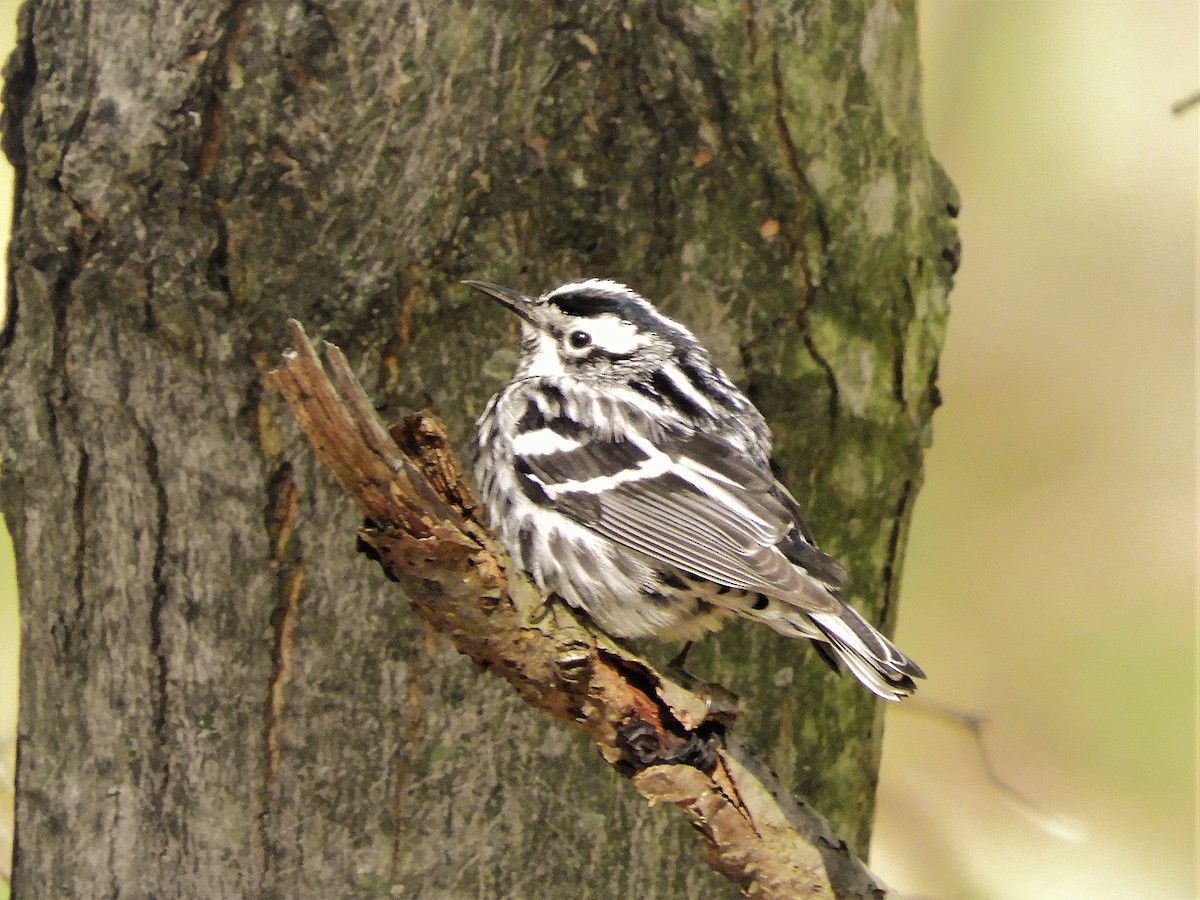 Black-and-white Warbler - ML232423581