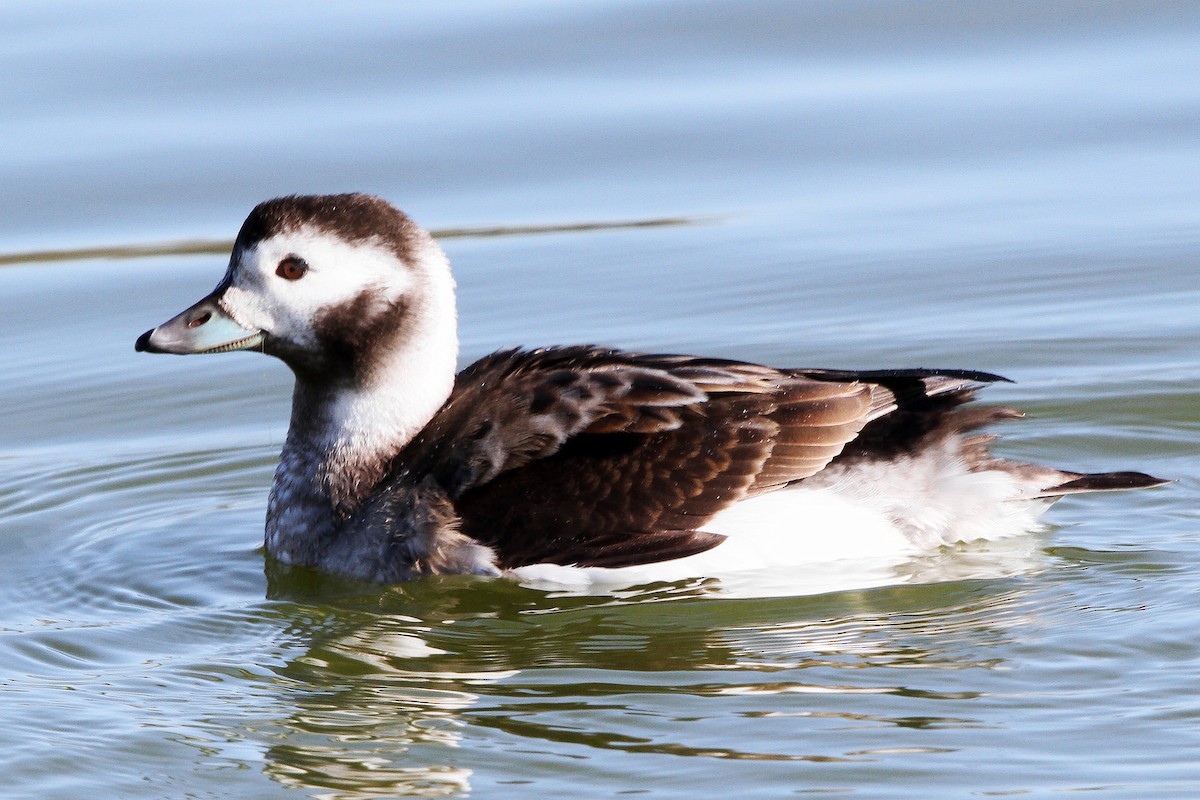 Long-tailed Duck - ML23242361