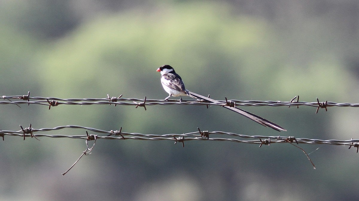 Pin-tailed Whydah - ML23242711
