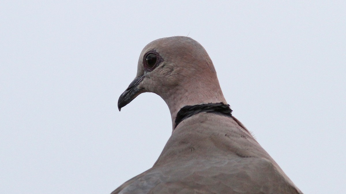 Red-eyed Dove - ML23242751